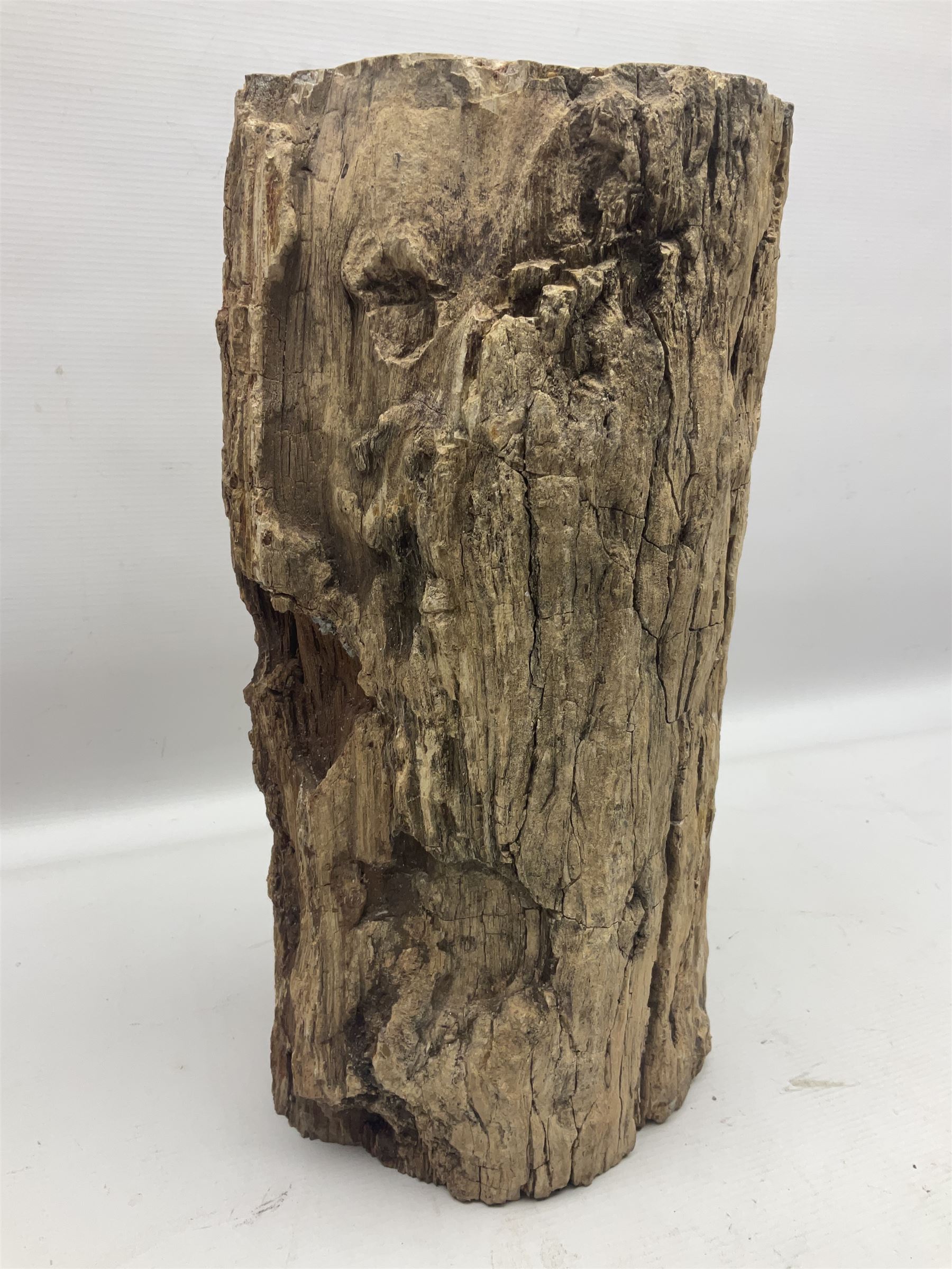Petrified wood tree trunk/ branch, sliced in cross-section and polished to one side to reveal an array of colours, with textured edge, H40cm, D17cm