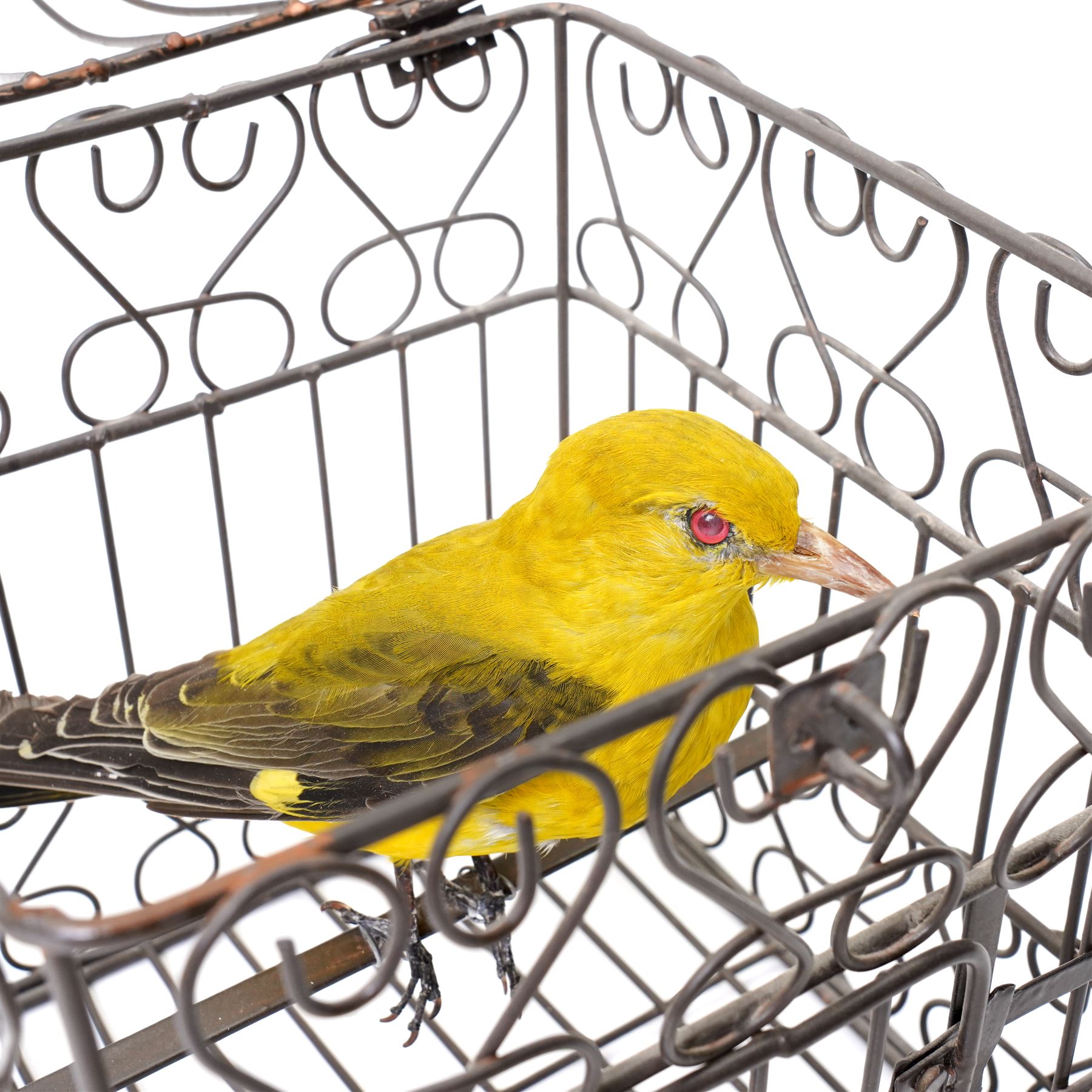 Taxidermy - Eurasian Golden Oriole (Oriolus oriolus), full adult mount in birdcage, H35cm
