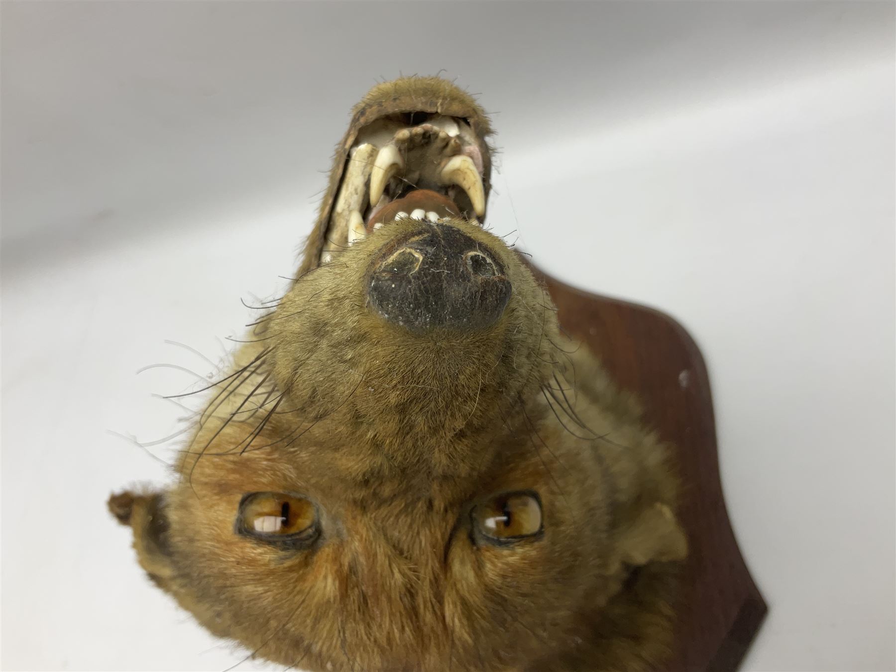 Taxidermy; Red fox mask (Vulpes vulpes), with mouth agape bearing teeth and ears back, mounted upon oak shield