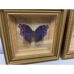 Entomology: Twelve framed displays contain thirteen specimens of tropical moths and butterflies, each mounted within gilt wall hanging picture frames of various sizes, specimens including Morpho Godarti, Caligo idomeneus, Cisseis morpho, Cathosia biblis etc, largest L35cm W30cm 