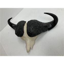Antlers/Horns: Cape Buffalo Skull (Syncerus caffer caffer), adult horns, approximately H46cm L82cm