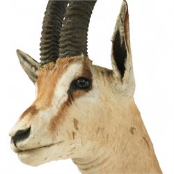 Taxidermy - Northern Grants Gazelle (Nanger notata), adult male shoulder mount looking straight ahead, H106cm