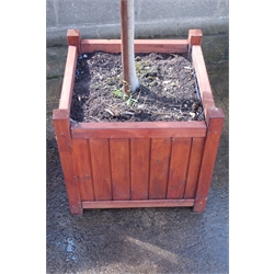  Pair of Bay trees in square wooden planters, H200cm, W50cm, D50cm (2)   