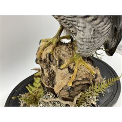 Taxidermy: Victorian cased Peregrine Falcon (Falco peregrinus), full female mount  stood atop a tree stump in a naturalistic ground, enclosed beneath a period oval glass dome with ebonised base, raised upon four bun feet, H54cm D20cm W34cm