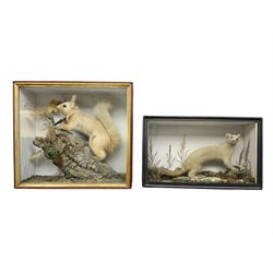 Taxidermy: Red Squirrels (Sciurus vulgaris), full adult mount, climbing a small cut tree stump, in a naturalistic setting, encased within a single pane display case, together with cased Ermine ((Mustela erminea), full adult mount, in a ebonised single pane display case, squirrel case, H35cm, L38cm