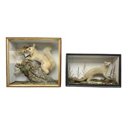Taxidermy: Red Squirrels (Sciurus vulgar