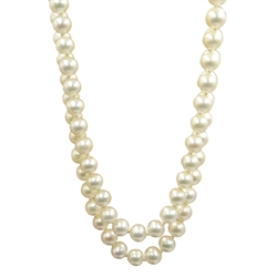  Double strand cultured pearl necklace by Mikimoto, with gold sapphire clasp stamped 9ct, in original box  