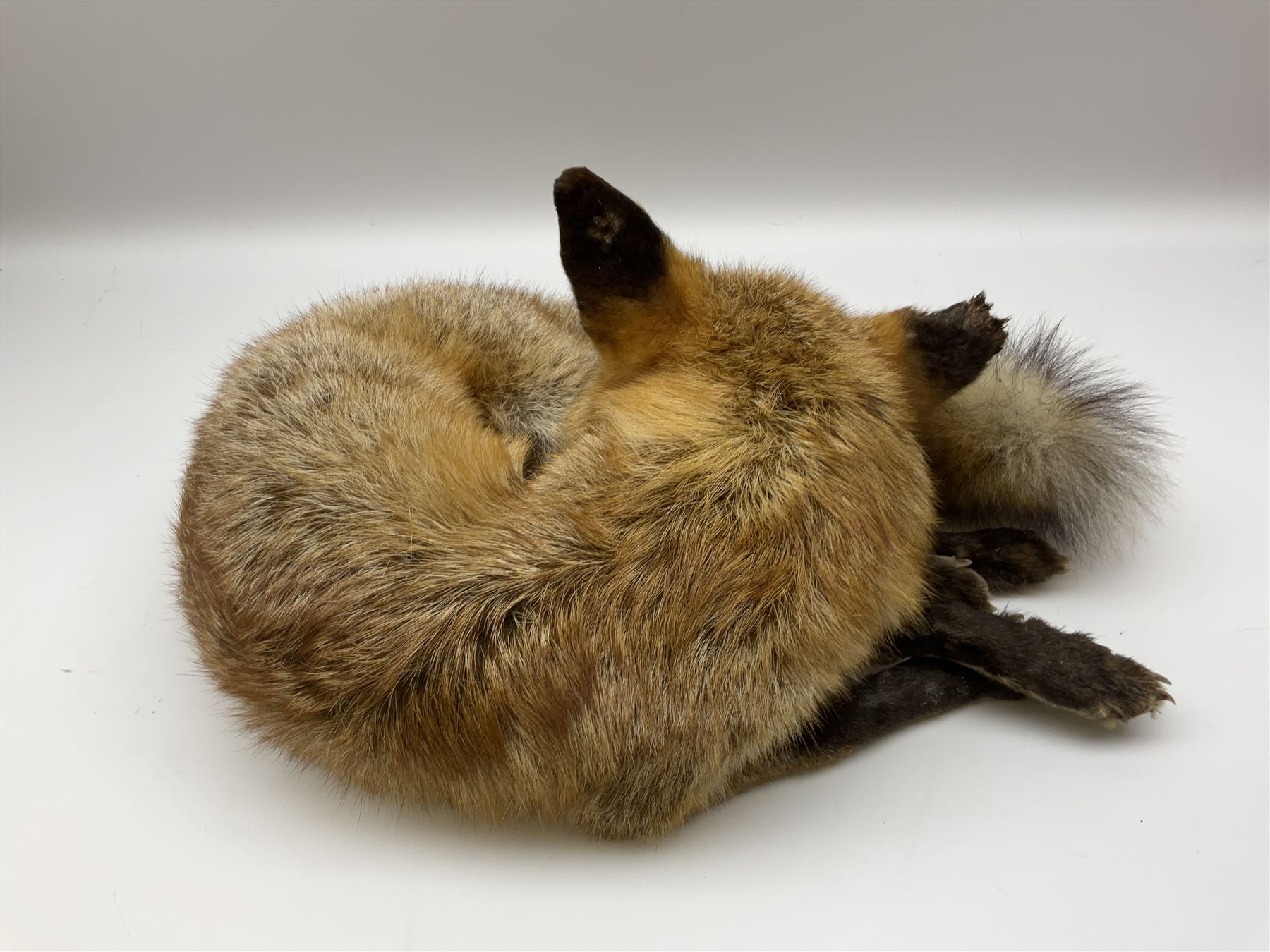Taxidermy: Fireside red fox (Vulpes vulpes), a full mount adult fox in recumbent position, L44cm. 