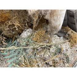 Taxidermy; Victorian cased pair of Sparrowhawks (Accipiter nisus), male and female full mounts, on a naturalistic setting, encased within an ebonised single pane display case, H40, W47cm, D19.5cm