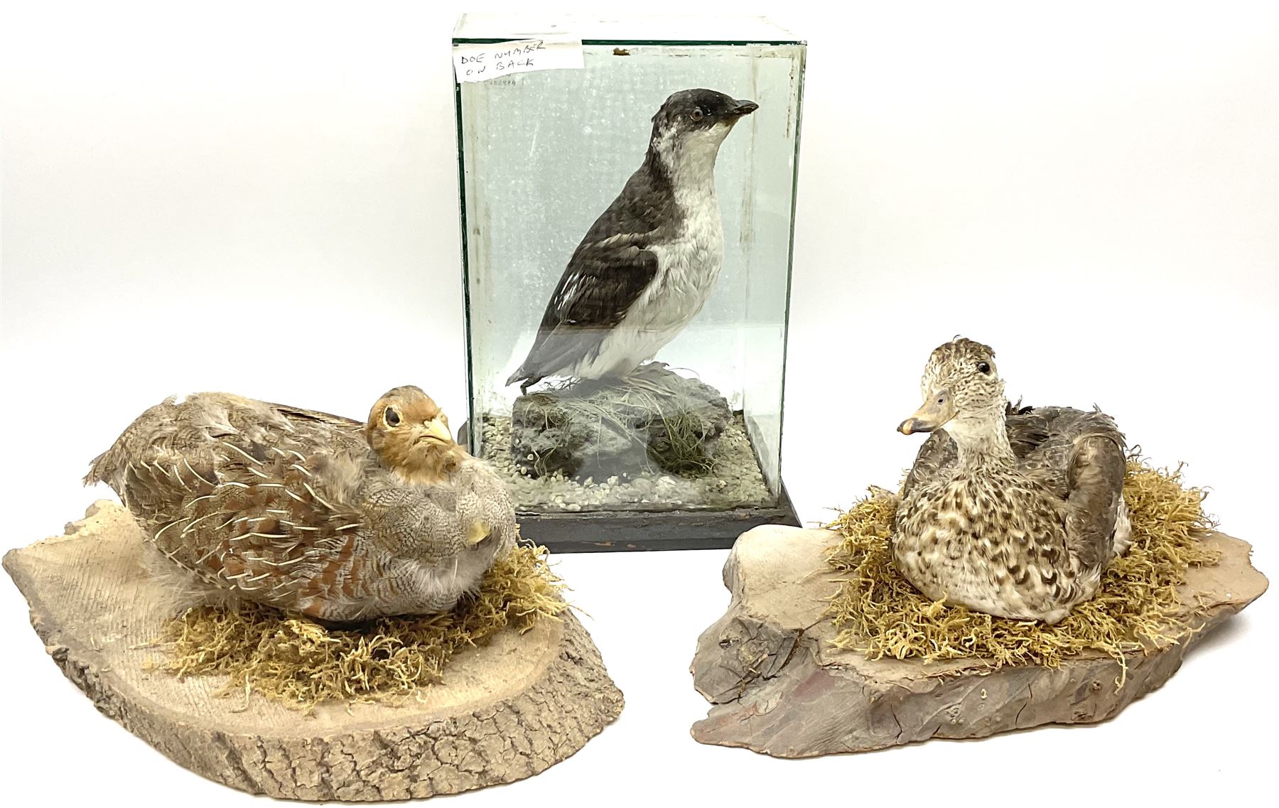 Taxidermy: Female green-winged teal duck (Anas carolinensis), on open display upon tree mount detailed with moss H15.5cm, together with gray partridge (Perdix perdix), on open display upon tree mount detailed with moss, H16cm and a cased young guillemot, standing on a naturalistic base, encased within a five pane display case, H27cm. 