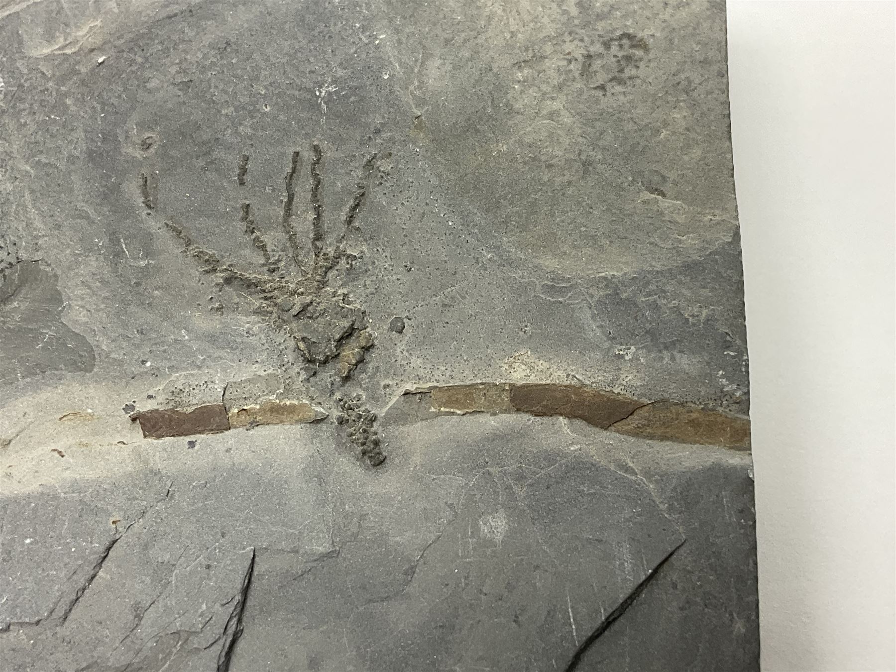 Two Crinoid slabs, age; Mississippian period, location; Gilmore City Formation, Iowa, largest slab H9cm, L10cm