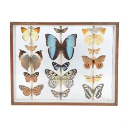 Entomology: Double glazed display of But