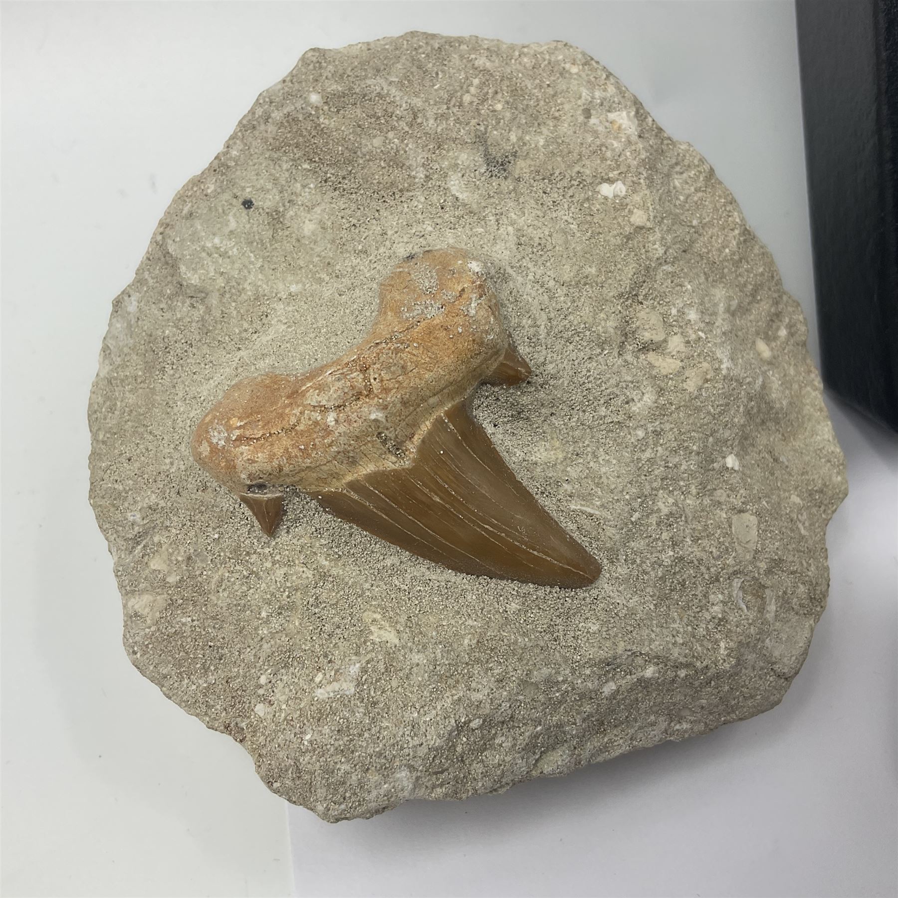 Dragonfly larvae (Libellula doris), together with four Mosasaur teeth, four trilobites (Crotalocephalina gibba) and one other tooth