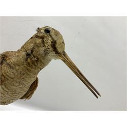 Taxidermy: Two Woodcock (Scolopax rusticola), both adult mounts on open display upon wooden bases, tallest example H22cm 