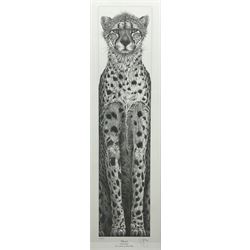 Gary Hodges (British 1954-): 'Cheetah',, limited edition monochrome print signed and numbered 113/850 in pencil 66cm x 20cm