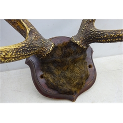  Taxidermy - Pair Red Deer antlers on cut upper hide covered frontlet, eight points mounted on oak shield, W68cm   