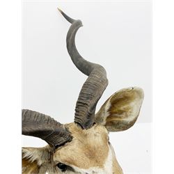 Taxidermy: Greater Kudu (Tragelaphus Strepsiceros), adult male shoulder mount, H170cm