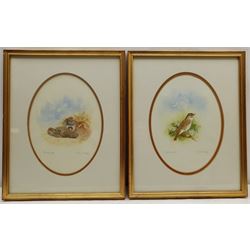 Jane Nagy (British 20th century): 'Partridge and Nightingale', pair watercolours signed and dated 27cm x 19cm (2)