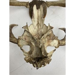 Antlers/horns: European Moose (Alces alces), two pairs of antlers on part upper skulls, one with fur covered frontlet, largest W85cm