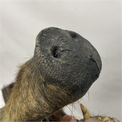 Taxidermy: European Wild Boar (Sus scrofa), adult male shoulder mount looking straight ahead mouth agape, mounted upon a wooden shield, D52cm