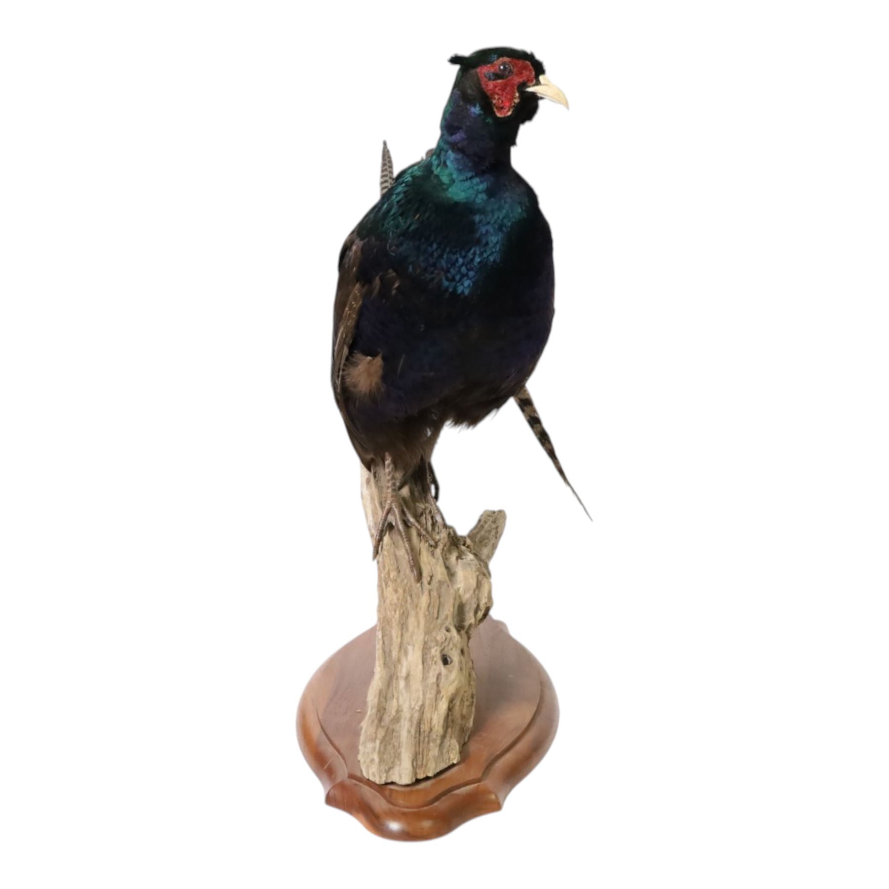 Taxidermy: Red Grouse (Lagopus lagopus) and Melanistic Cock Pheasant (Phasianus colchicus), roe deer shoulder mount (Capreolus capreolus)