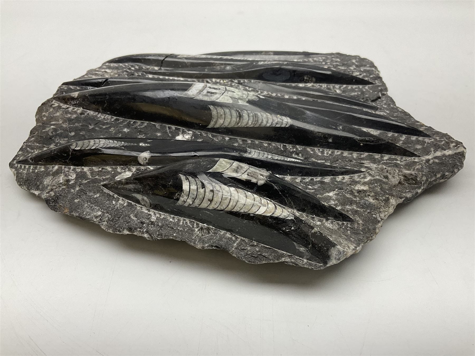Orthoceras fossil group, age: Devonian period, H33cm, L30cm