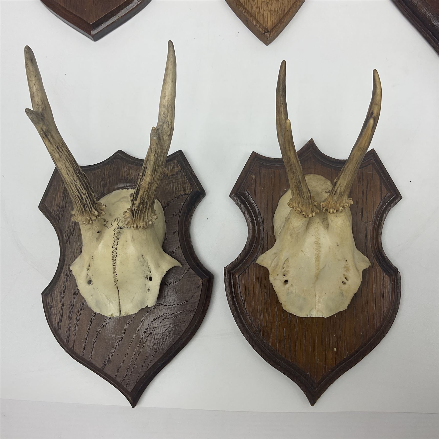 Antlers/Horns: Roe Deer (Capreolus capreolus) ten pairs of roe deer antlers mounted upon wooden shields, shield H19cm 