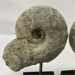 Pair of Vascoceras ammonites cut and polished showing the internal chambers, upon wooden stands, H16cm