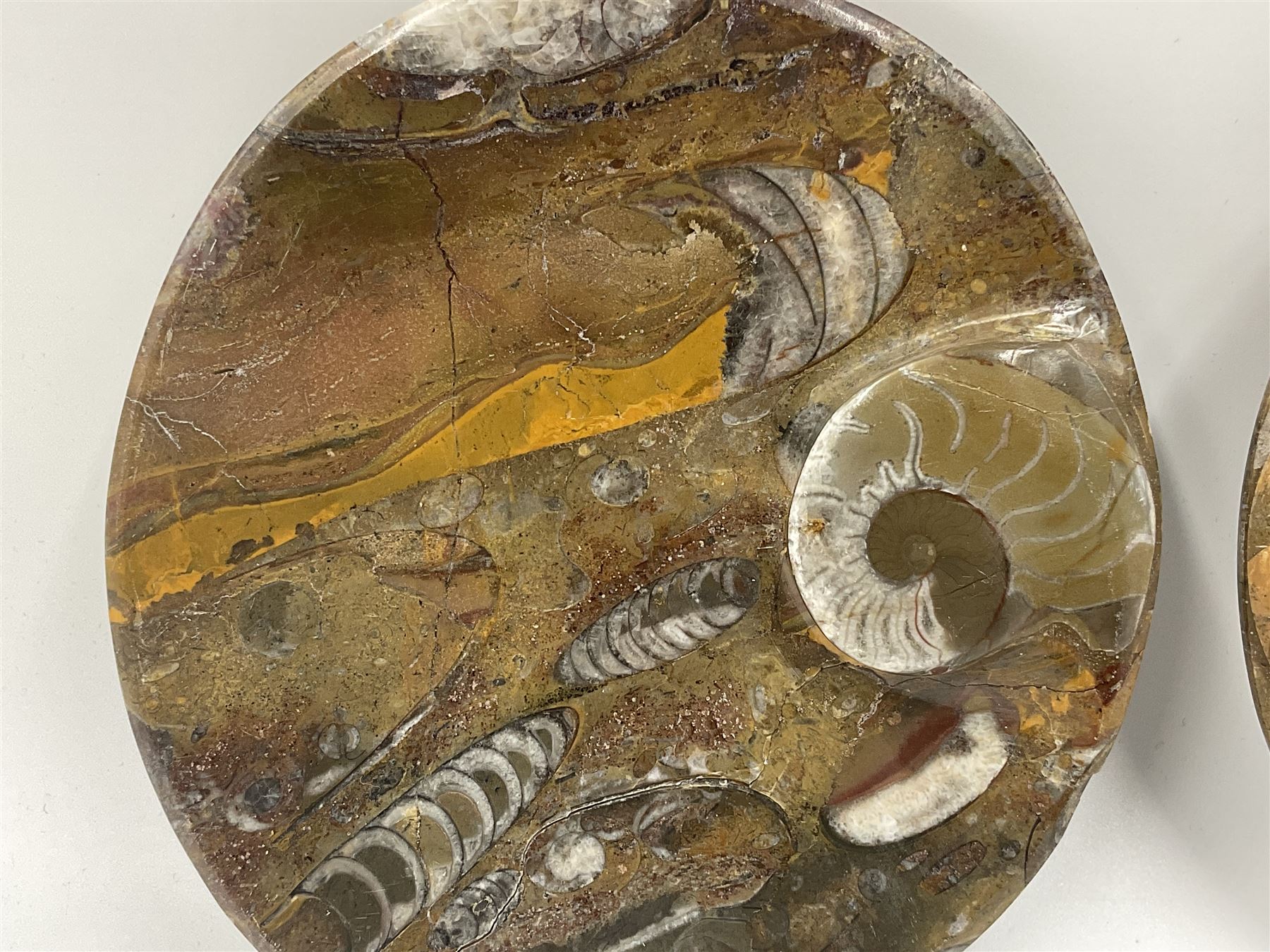 Pair of oval dishes, with a raised Goniatite to the side, Orthoceras and Goniatites inclusion, D12cm 
