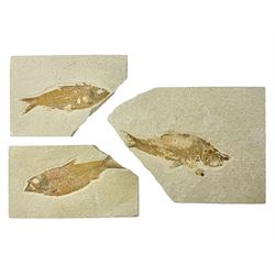  Three fossilised fish (Knightia alta) each in an individual matrix; age; Eocene period, location; Green River Formation, Wyoming, USA, largest matrix H13cm, L18cm