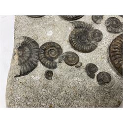 Ammonite multi-block fossil, comprising Arnioceras semicostatum, age; Jurassic period, location; Tunstall, Holderness coast, H30cm, L30cm 