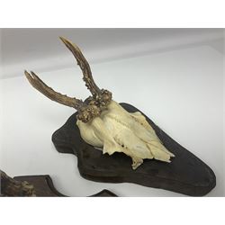Antlers/Horns: Roe Deer (Capreolus capreolus) ten pairs of roe deer antlers mounted upon wooden shields, shield H20cm 
