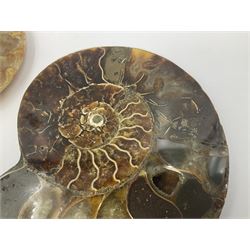 Two ammonite fossil slices, with polished finish, age: Cretaceous period, location: Madagascar, D10cm