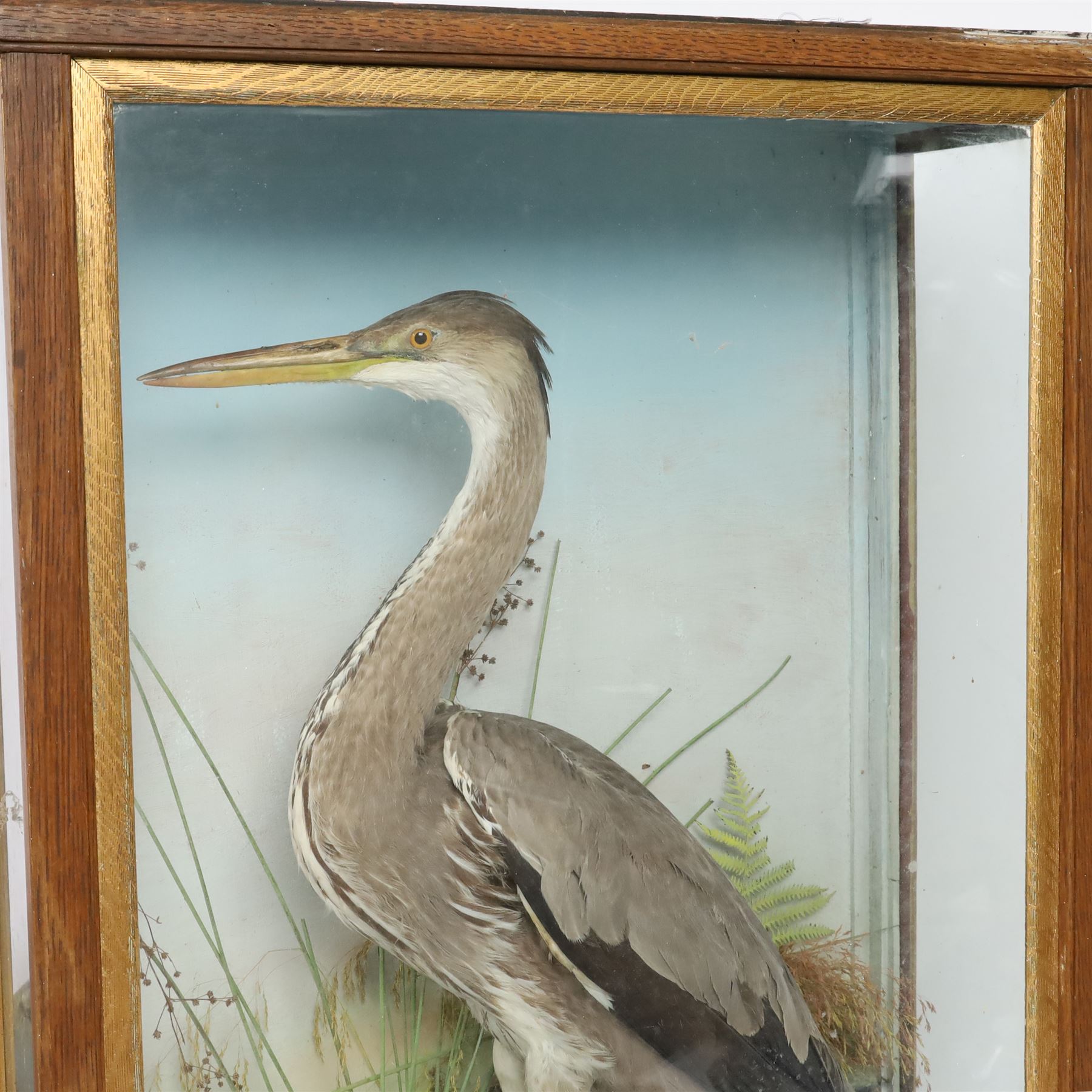 Taxidermy: Grey heron (Ardea cinerea), full adult mount, within a naturalistic setting of reeds and grasses, against blue painted backdrop, enclosed within a glass display case, H83cm