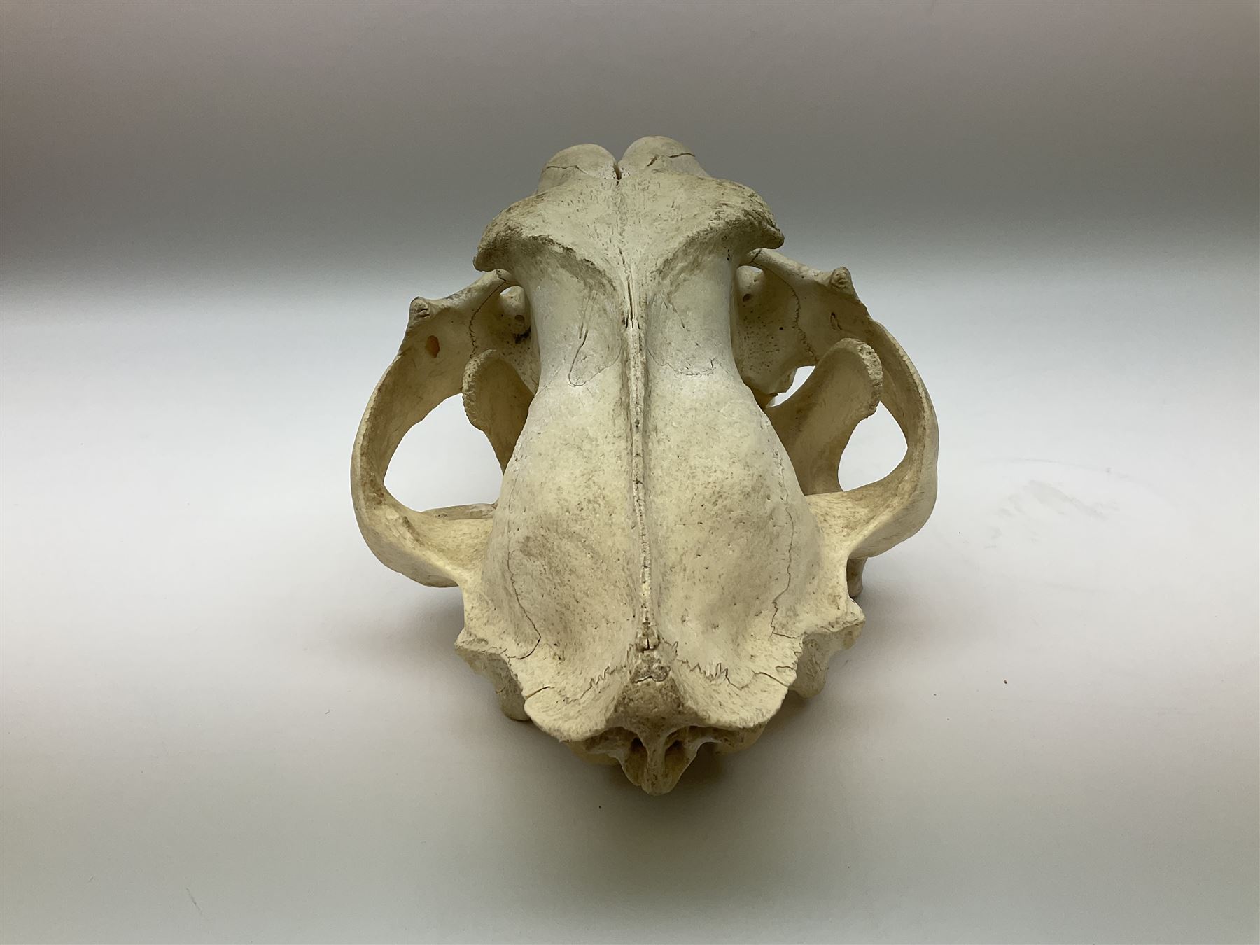 Taxidermy: Lion (Panthera leo), skull L34cm. 