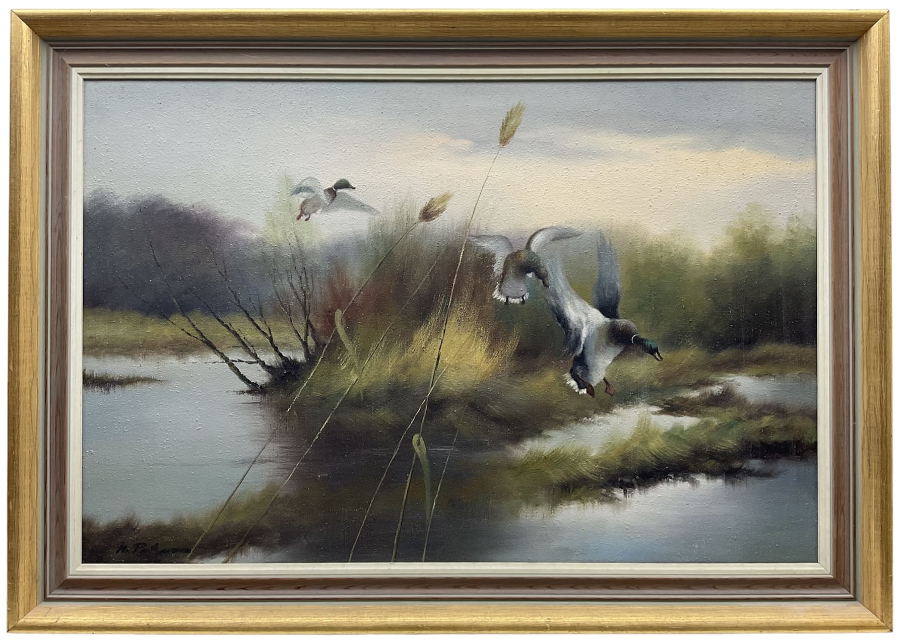  H Pezim (German 1941-): 'Alighting' Mallard coming into Land, oil on canvas signed, label verso and accompanying letter 'John Magee Ltd, 4 Donegall Square West, Belfast' 60cm x 91cm