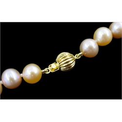 Single strand peach/pink/white cultured pearl necklace, with 14ct gold clasp, stamped 585