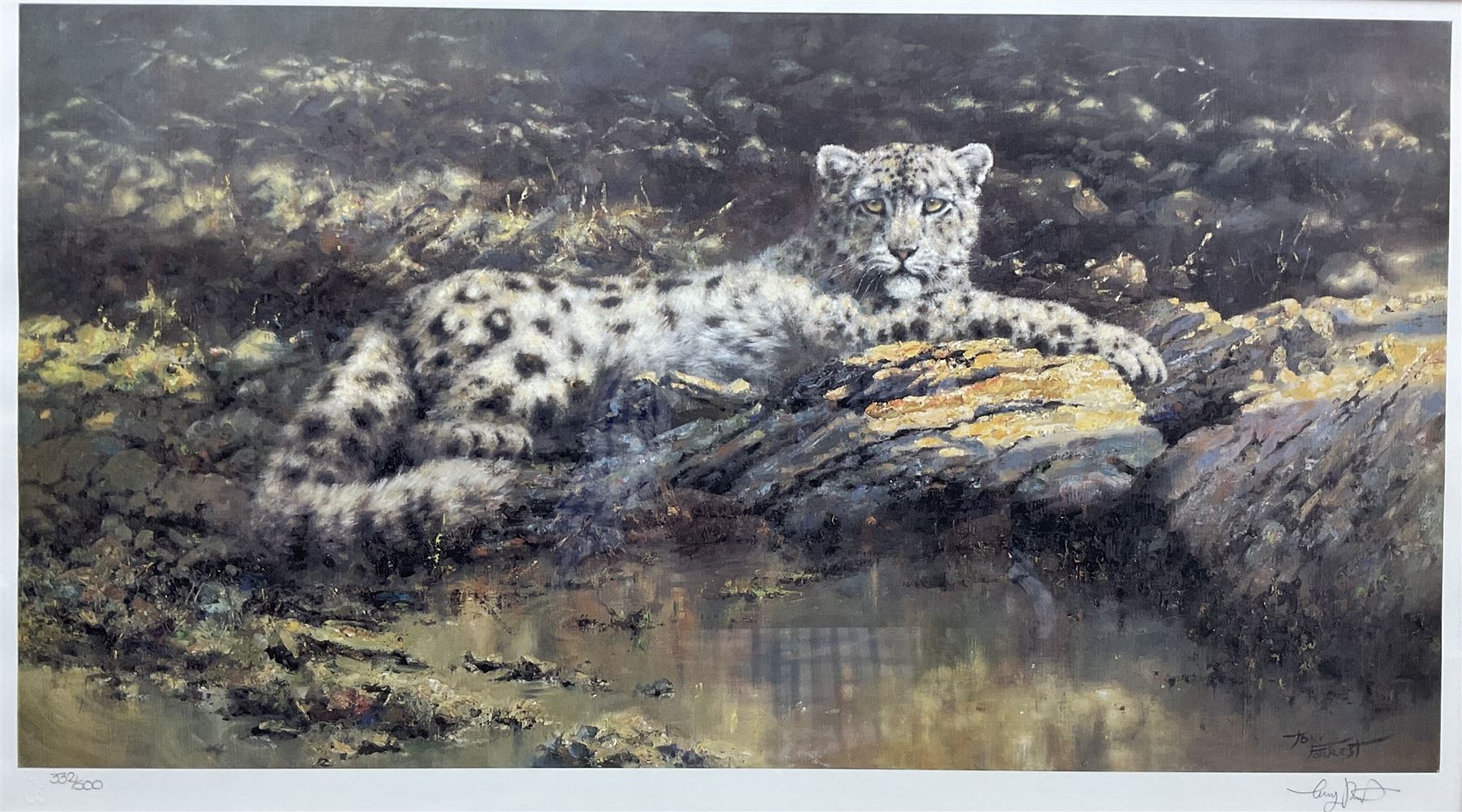 Tony Forrest (British 1961-): 'Watchful Eye' - Snow Leopard, limited edition print signed and numbered 332/500 in pencil 30cm x 57cm in quality modern gilt frame