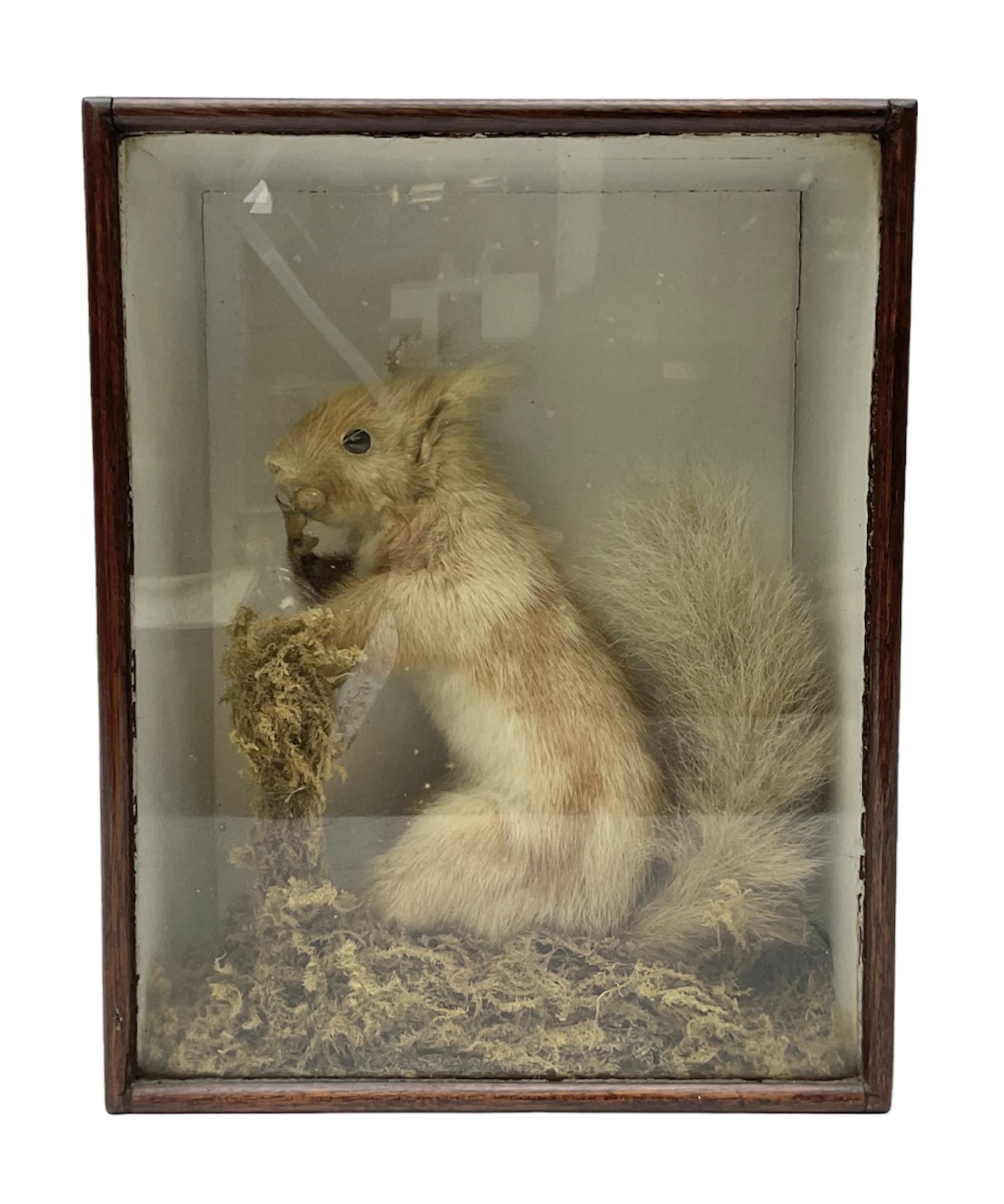 Taxidermy: Cased Red Squirrel (Sciurus vulgaris), mounted upon naturalistic ground works, set against a white backdrop, encased within a single panel display case, H28cm