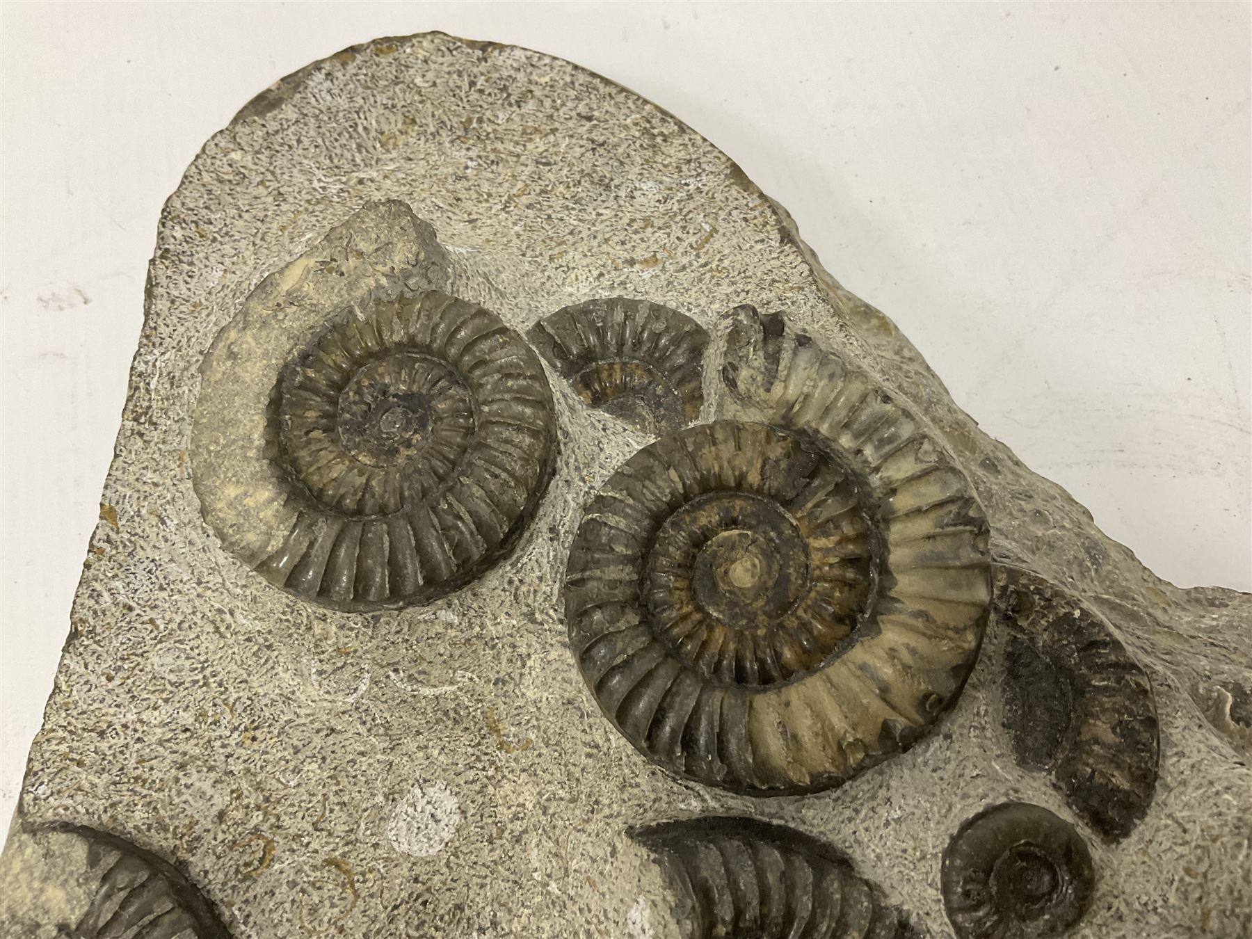 Ammonite multi-block fossil, comprising Arnioceras semicostatum, age; Jurassic period, location; Tunstall, Holderness coast, H30cm, L30cm 