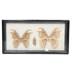Entomology; group of framed butterfly and moth specimens, including Attocas Atlas, Papilio takasago, Atropaneura horishanus, Euploea muciber etc, in three frames 