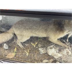 Taxidermy: 19th century cased display Red Fox (Vulpes vulpes) with pray, weasels (Mustela), Great Crested Grebe (Podiceps cristatus), and other birds in a naturalistic setting against a painted backboard, encased within an ebonised three pane display case, H56cm D38cm W113cm