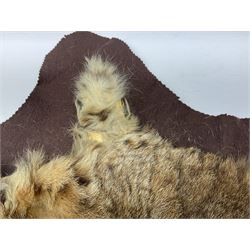 Taxidermy: Bob cat (Lynx rufus) hide mounted upon black felt backing material, L100cm