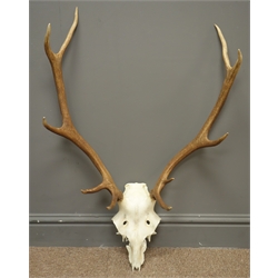 Pair ten point stag antlers and half skull, H84cm  