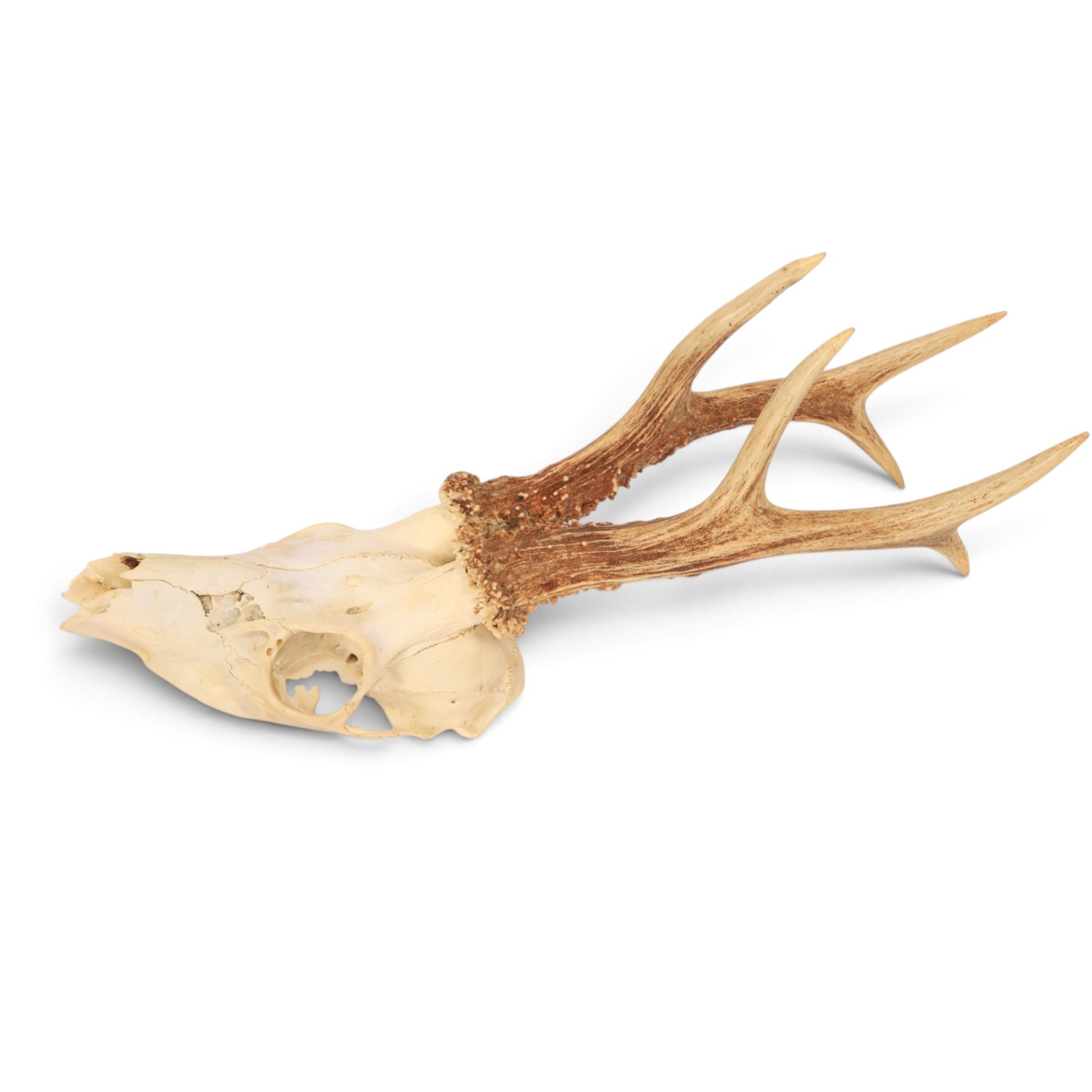 Taxidermy: European Roe Deer (Capreolus capreolus), shoulder mount, together with Roe deer antlers on cut upper skull
