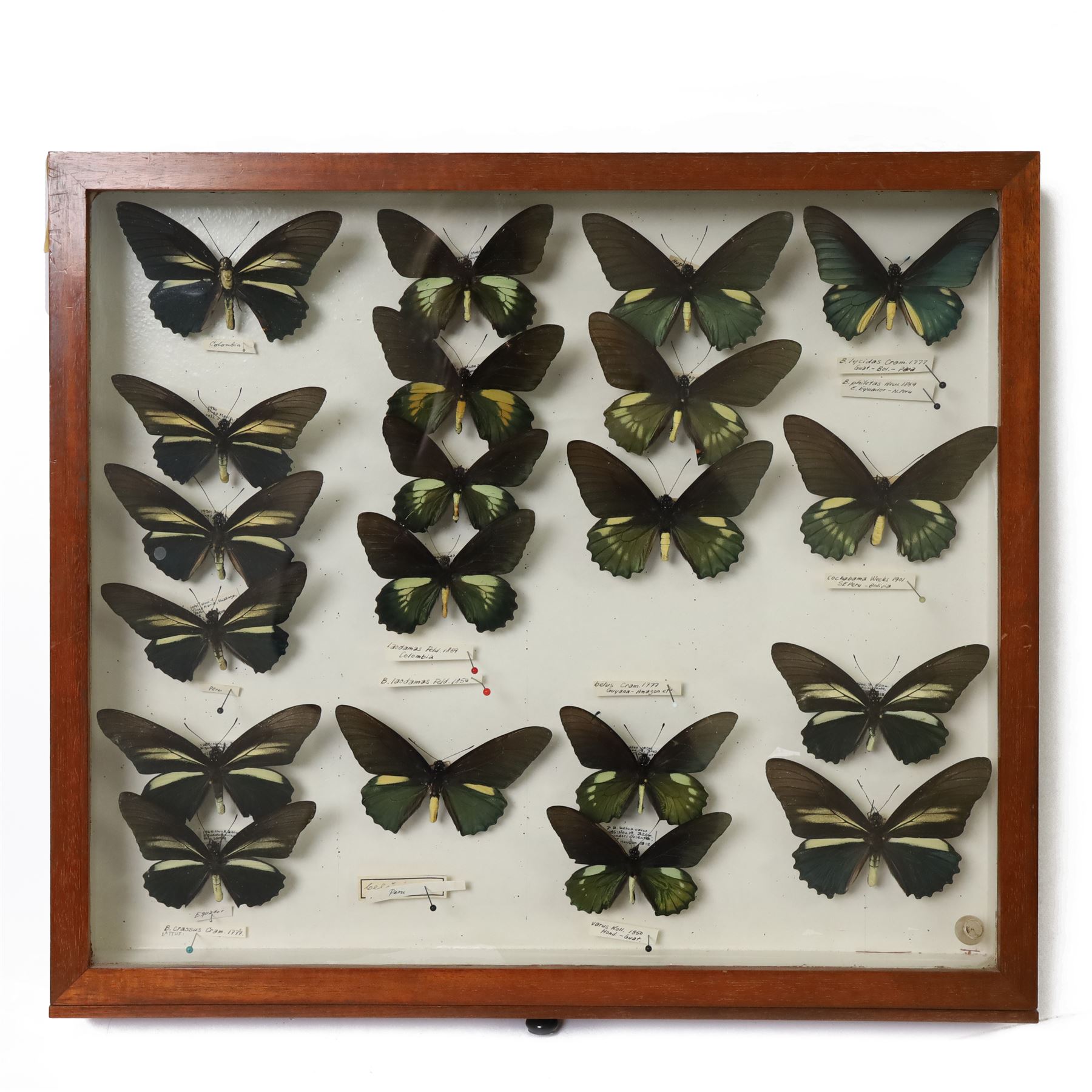 Entomology; twenty Battus specimens, including Battus laodamas, Battus belus, battus crassus etc, pinned some with labels, enclosed within a glazed entomology drawer, L44cm, H39cm