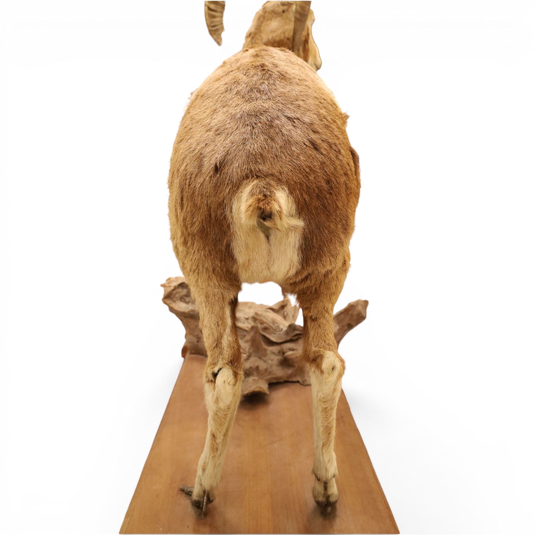 Taxidermy - Mouflon Ram (Ovis gmelini), full adult male mount on open display with front legs raised on naturalistic stand, on raised wooden base, overall W110cm H118cm 
