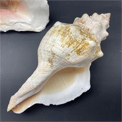 Conchology: selection of conch shells, to include horned examples, largest H17cm, L24cm