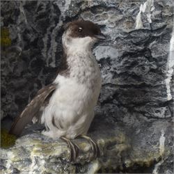 Taxidermy: Cased Little Auk (Alle alle), immature full mount, stood upon a painted faux rock ledge,the backdrop as a cliff with moss, enclosed within a ebonised angled four-glass display case, H32cm