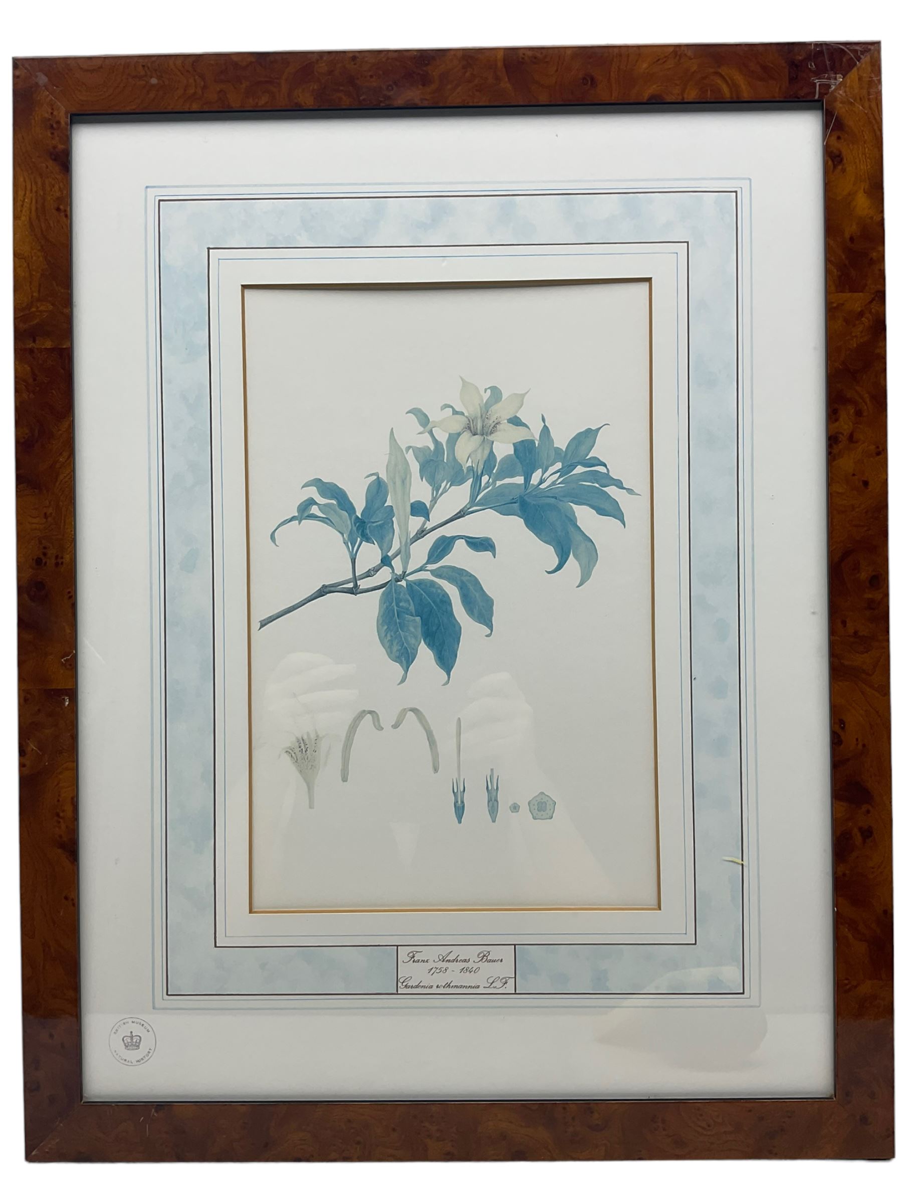 After Franz Andreas Bauer (Austrian 1758-1840): Botanical Studies, set of three limited edition prints for the Natural History Museum together with a set of four other prints from the Reeves Collection with British Museum stamps, certificates verso max 32cm x 21cm (7)